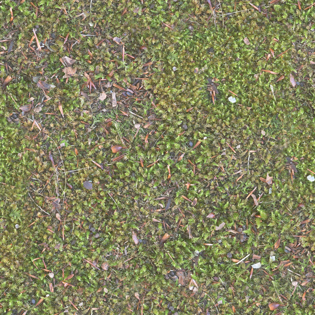 Seamless moss texture with detailed green foliage