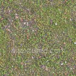 seamless Moss Green Natural Plant Texture Earthy Organic Seamless Tileable Pbr texture 8k free download PBR