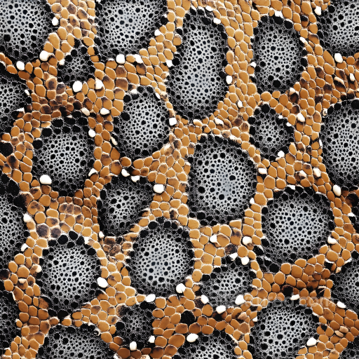 Reptile Skin Texture Featuring Detailed Scales and Organic Patterning seamless Skin PBR texture