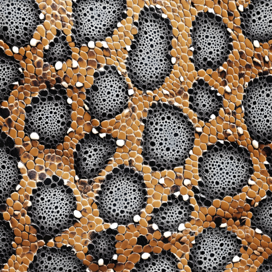 Reptile Skin Texture Featuring Detailed Scales and Organic Patterning Skin texture preview