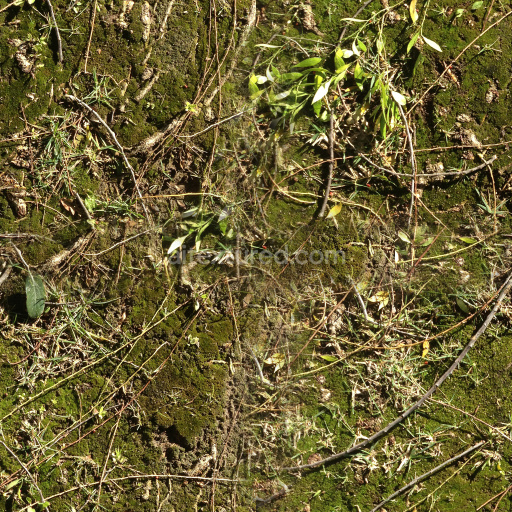 Seamless High-Quality Forest Ground Texture