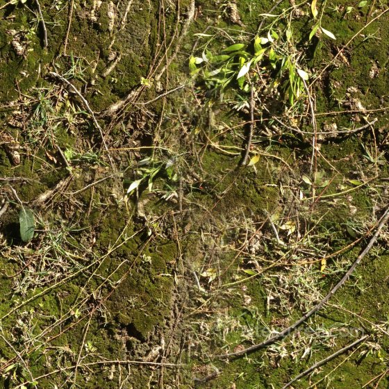 Seamless High-Quality Forest Ground Texture Ground surface texture preview