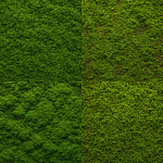 Free textures of Moss download
