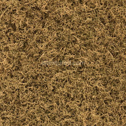 Dry Moss Texture