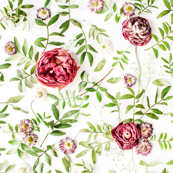 Wild Flower Texture of Dried Wild Flowers with Green Leaves on White Wild Flower texture preview