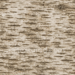 seamless Aged Birch Bark Texture Seamless 1024X1024 texture 1024x1024 free download PBR