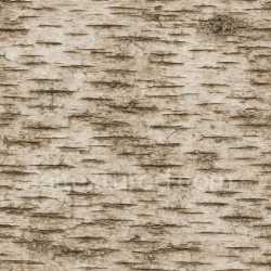 seamless Aged Birch Bark Texture Seamless texture 8k free download PBR