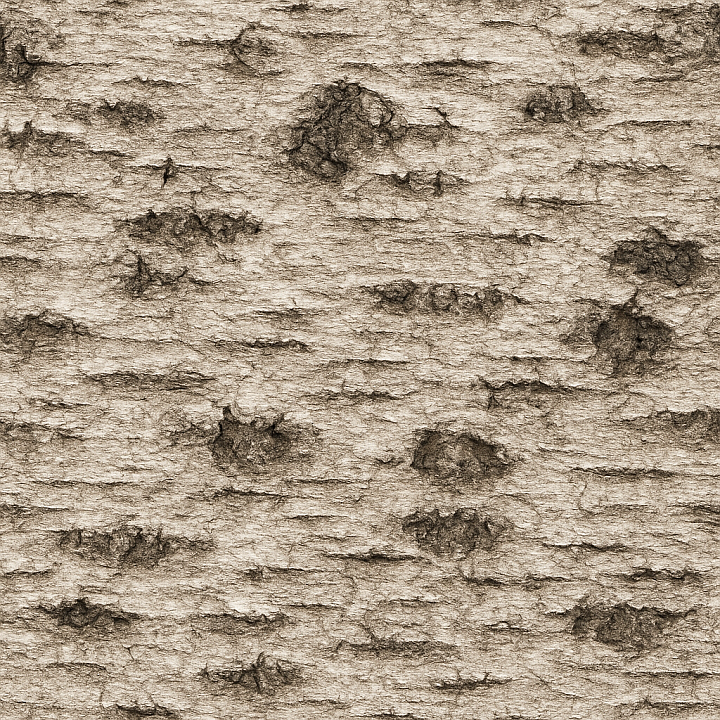 Coarse Birch Bark seamless PBR texture preview