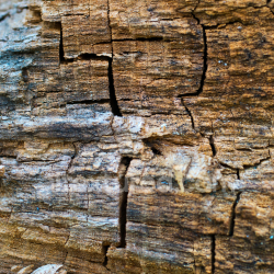 seamless High-Resolution Wood Texture Featuring Natural Cracks and Weathered Bark texture 8k free download PBR