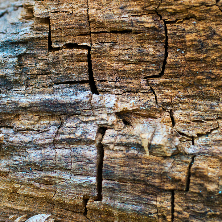 Wood Featuring Natural Cracks and Weathered Bark seamless PBR texture preview