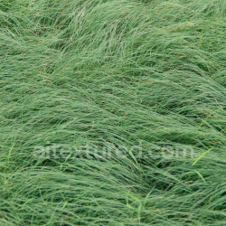 seamless Dense Green Grass Ground Texture for PBR 3D Art texture 8k free download PBR