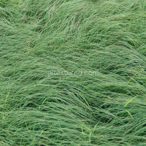 Dense Green Grass Ground Texture for PBR 3D Art