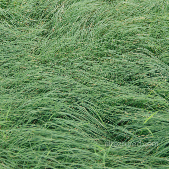 Dense Green Grass Ground Texture for PBR 3D Art Grass texture preview