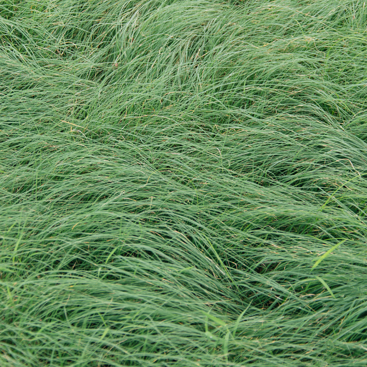 Dense Green Grass Ground for Art seamless PBR texture preview