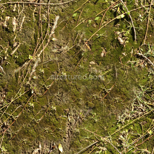 High-Quality Seamless Forest Ground Texture