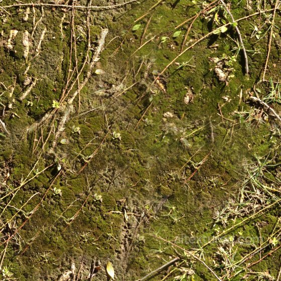 High-Quality Seamless Forest Ground Texture Ground surface texture preview