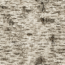 seamless Aged Birch Texture Seamless 1024X1024 texture 1024x1024 free download PBR