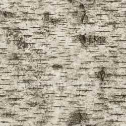 seamless Aged Birch Texture Seamless texture 8k free download PBR