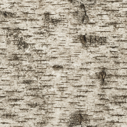 Aged Birch Texture Seamless