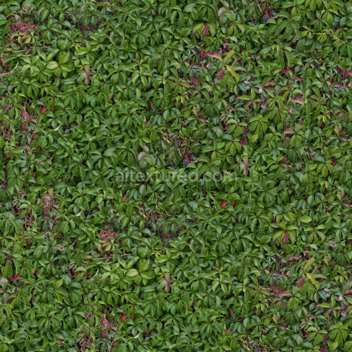 High-Quality Hedge PBR Texture