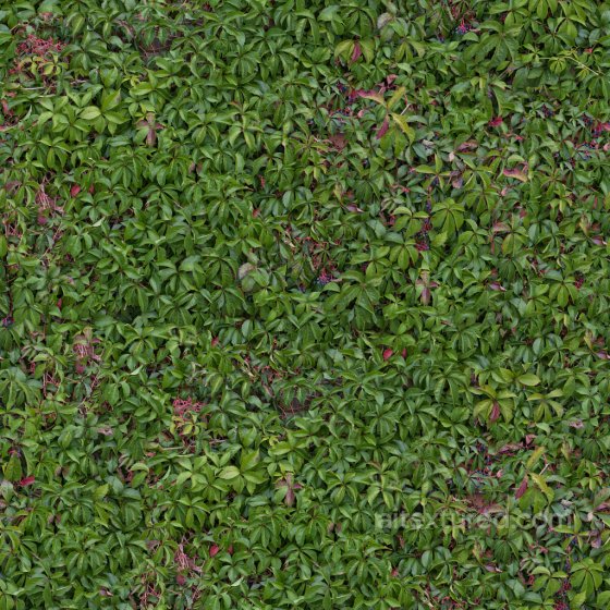 High-Quality Hedge PBR Texture Foliage texture preview