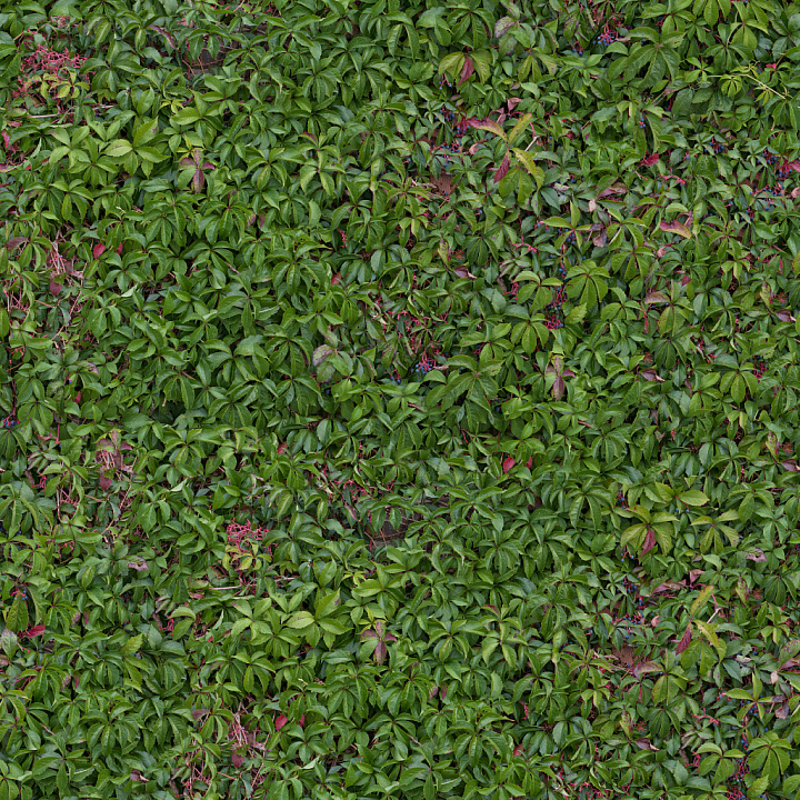 High-Quality Hedge seamless PBR texture preview