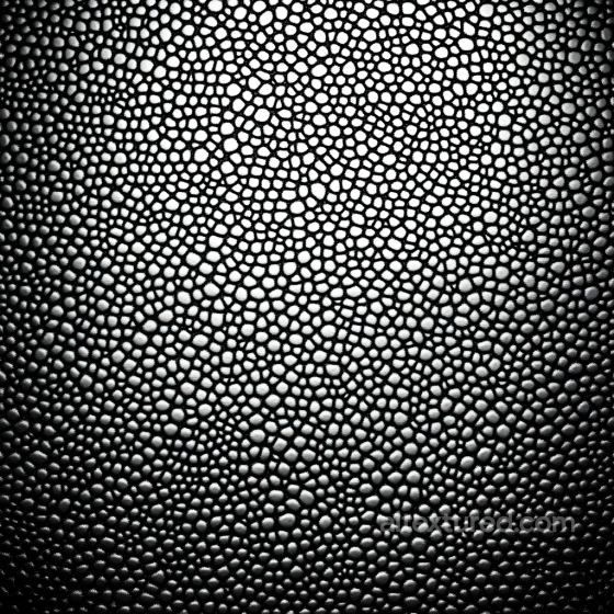Black Reptilian Skin Seamless Texture with Organic Scale Pattern and High Contrast Skin texture preview